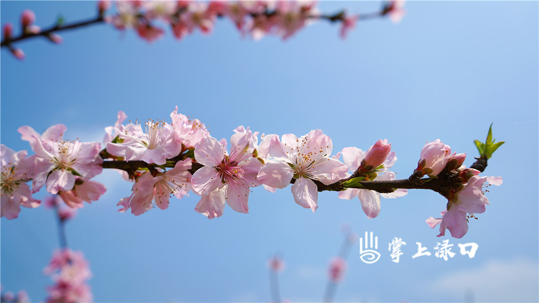 【图：肖霜 文：刘慧】 粉嫩嫩的花朵尽情绽开自己娇美的容颜，与树枝交织成绕指的温柔。