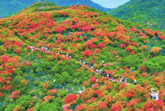 生长空间受挤压，花海出现功能性退化，赏花面积出现减少趋势—— 大围山杜鹃花“保卫战”