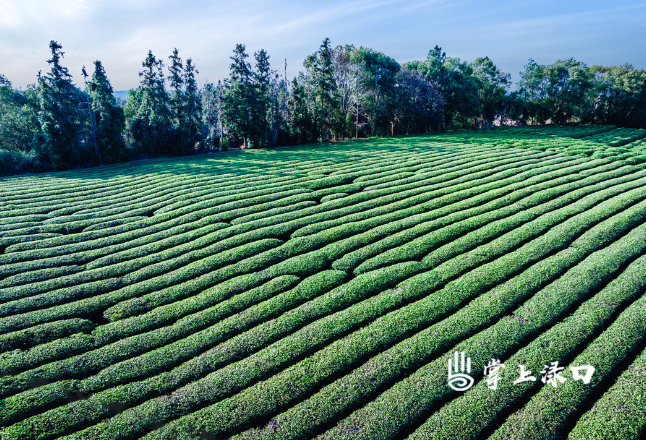 汉服+春景！在渌口这里拍到了“古风大片”