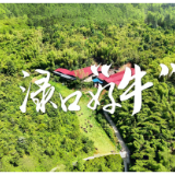 渌口好“牛”