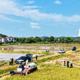 【渌口三农】渌口“稻路”：田间观摩议新种 早稻测产喜丰收