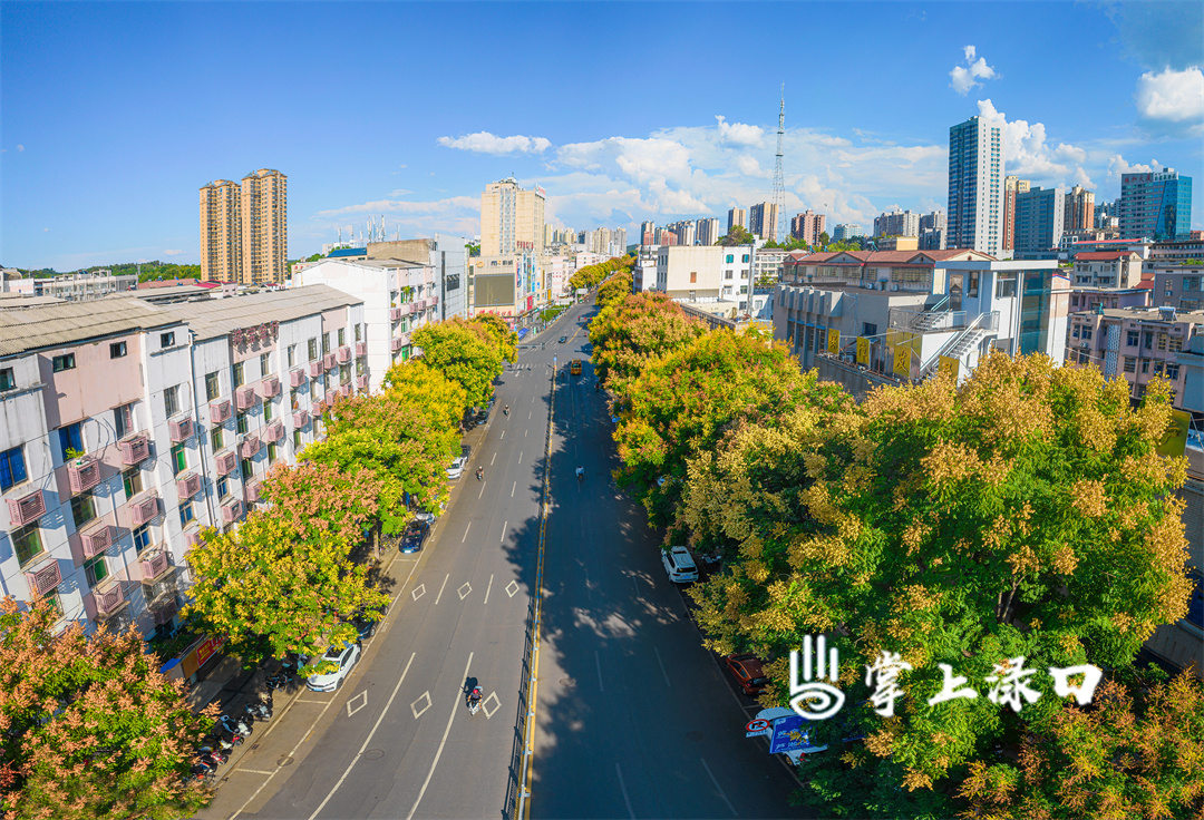 【图：文禹  文：刘慧】
初秋的渌口街头，栾树用温柔的笔触，将街道渲染成渐变色。每一簇花穗都是秋风写就的诗语，缓缓讲述着秋色斑斓的故事。