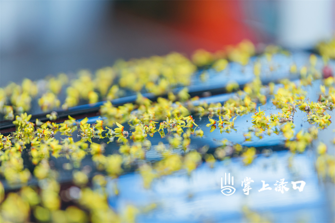 【图：文禹  文：刘慧】
行人的衣襟间不经意沾染的花瓣，像是秋日特意别上的温柔勋章。