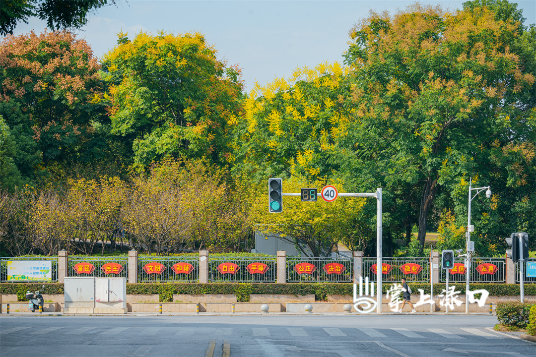 【图：文禹  文：刘慧】
树影斑驳的人行道上，光与影编织出秋日的经纬，每一步都踏在栾树私藏的浪漫里。