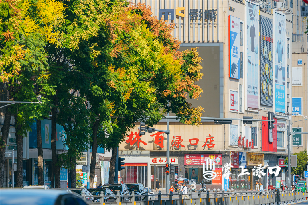 【图：文禹  文：刘慧】
风儿掠过漉浦大道，栾树簌簌抖落碎金箔般的花瓣，仿佛秋日琴弦上跳跃的欢快音符。