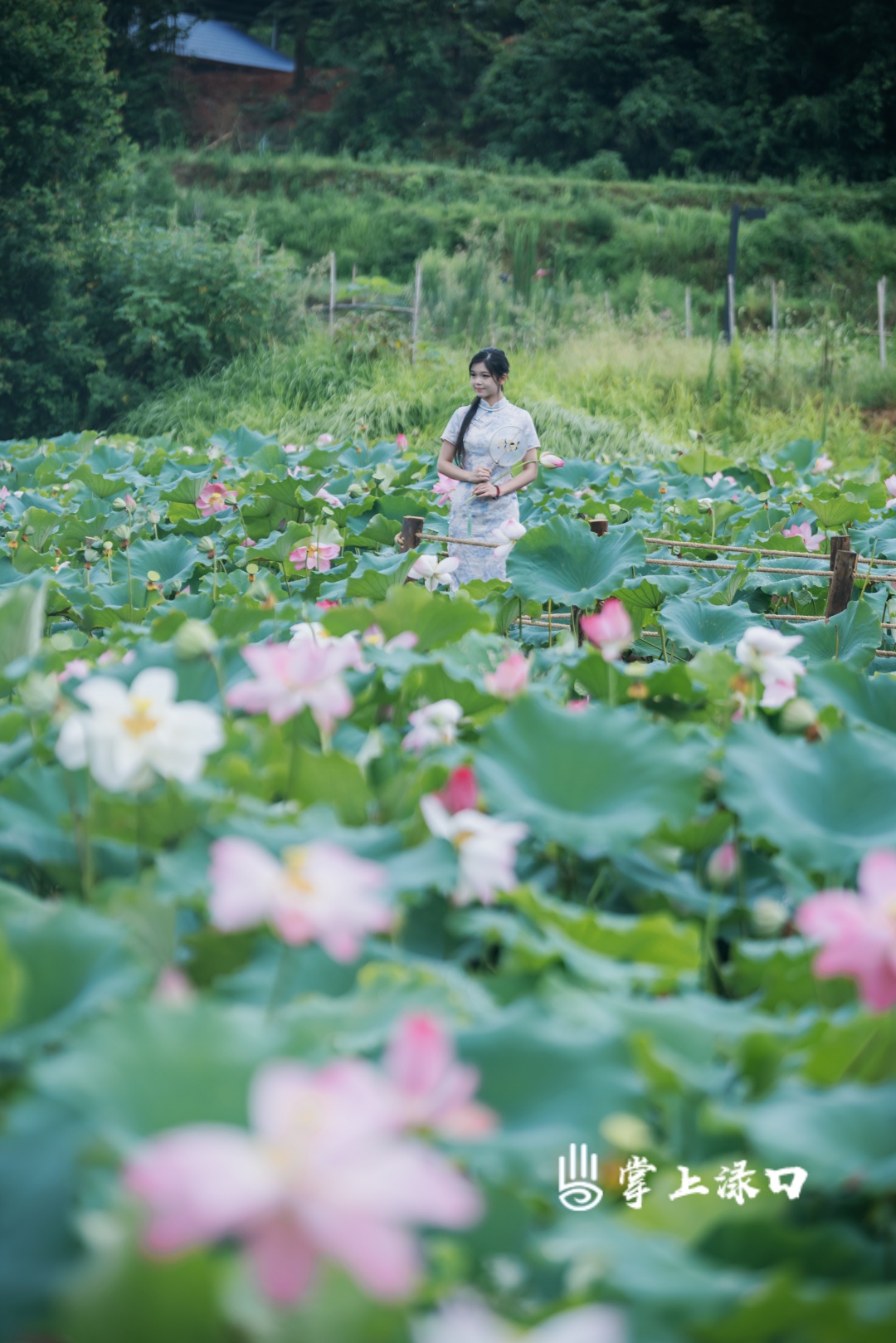 【图：文禹  文：刘慧】
盛夏风暖，荷风送香，最是当“夏”好风光。在渌口南洲镇水仙湖一隅荷塘，清风伴碧叶，粉荷映晴光，每一帧景致都温柔治愈。