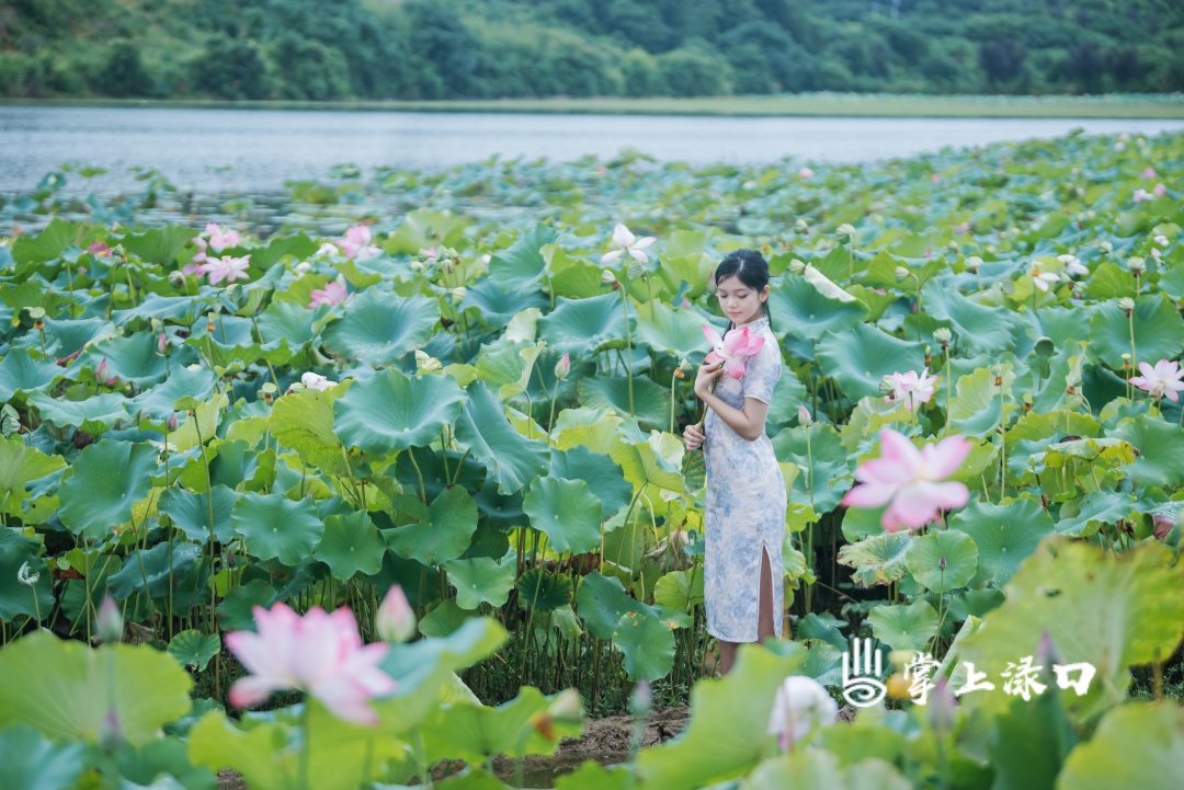 【图：文禹  文：刘慧】
田田荷叶挨挨挤挤，撑起一片夏日绿荫，粉嫩荷花错落挺立在碧叶之间。有的含苞待放，娇羞敛艳；有的半开半绽，温柔摇曳；有的全然盛放，落落大方。