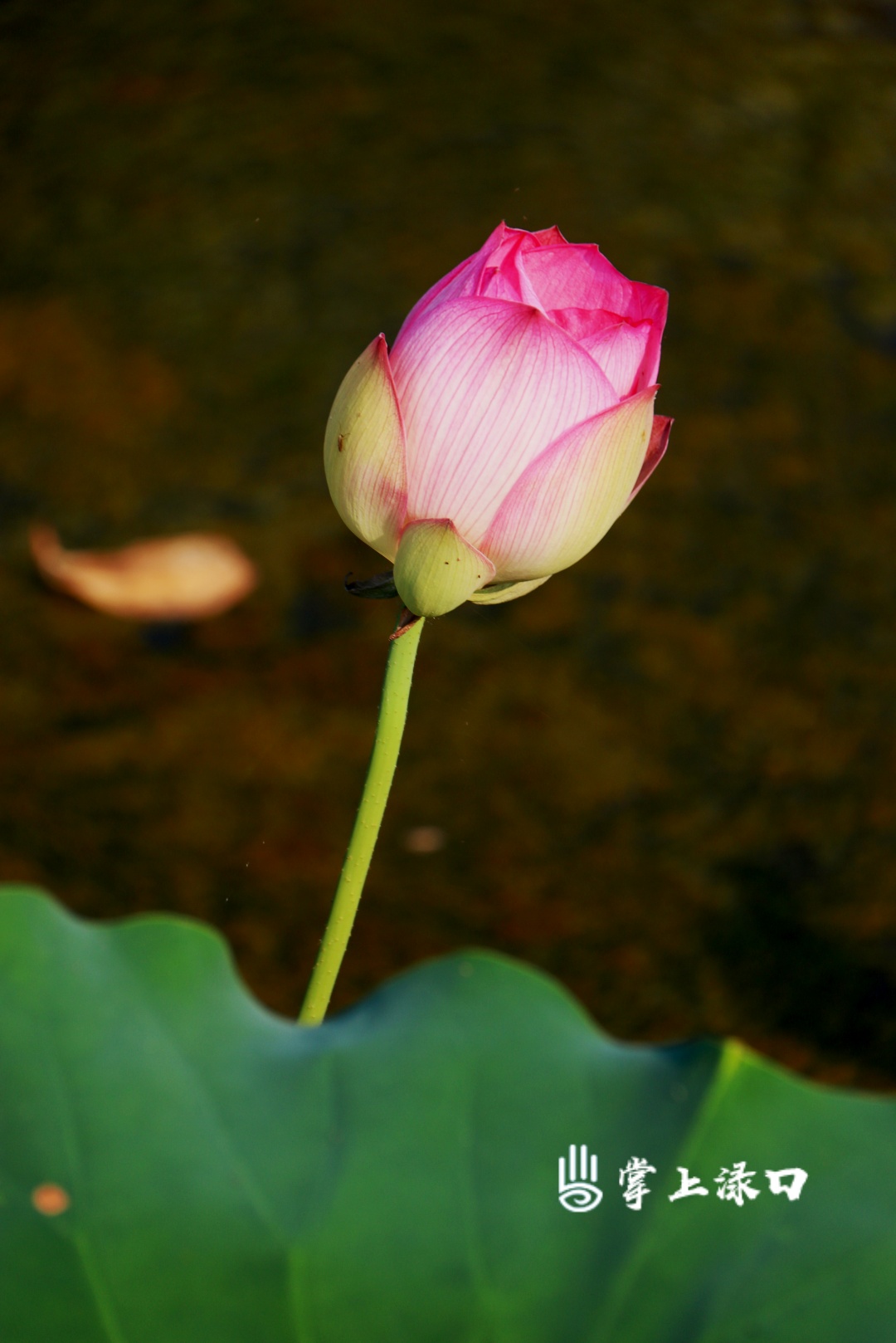 【图：唐增辉  文：刘慧】
含苞欲放的花朵点缀在碧波之上，纯净素雅，粉白相间，温润如玉，在满目翠色的映衬下愈发清丽动人。