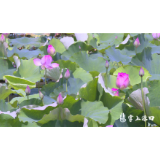渌口区龙门镇：赏荷正当时 “致富果”待摘