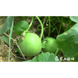 渌口区广播电视台直播“首秀” 3小时帮贫困户卖出6000斤甜瓜