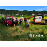 亩产有望过吨！渌口区再生稻喜迎丰收