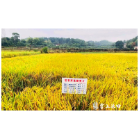 渌口区这场观摩会，“看禾订种”很靠谱！