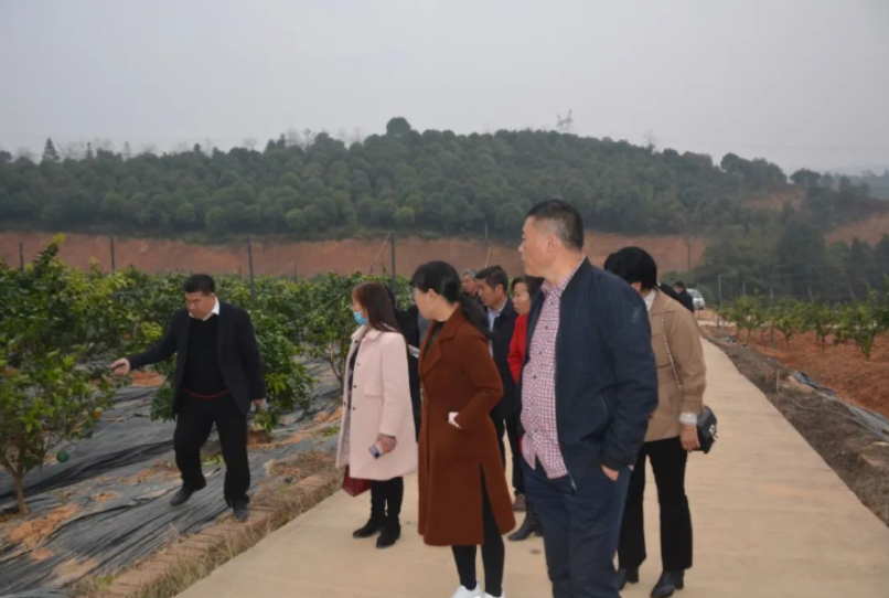 走出去 带回来！朱亭镇一行赴荷塘区祥和柑橘基地交流学习