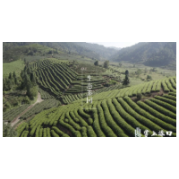 渌口区:开春早一周 春茶采起来