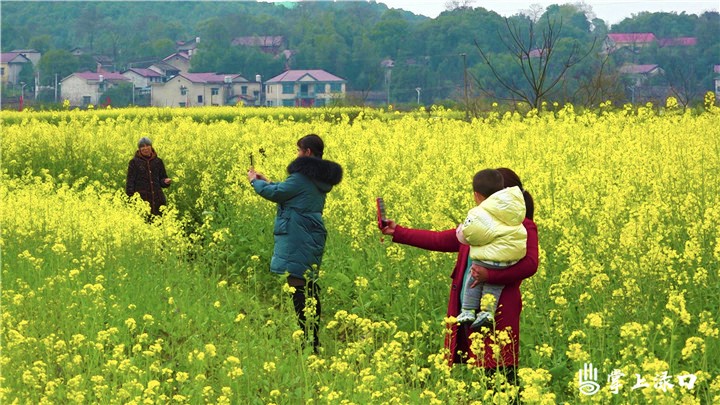 南洲鎮橫江村:600畝油菜花開美如畫