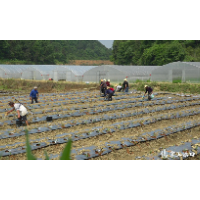 洋气！河包村机器栽植黄辣椒苗 顶人工速度5倍