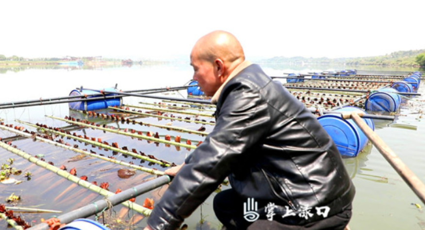“鱼爸爸”黄伍毛  守着鱼巢守着湘江“鱼家族”