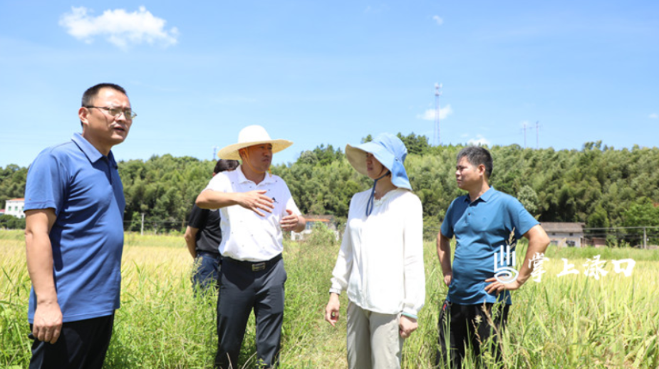 赖晓智调研督导项目建设和抗旱工作