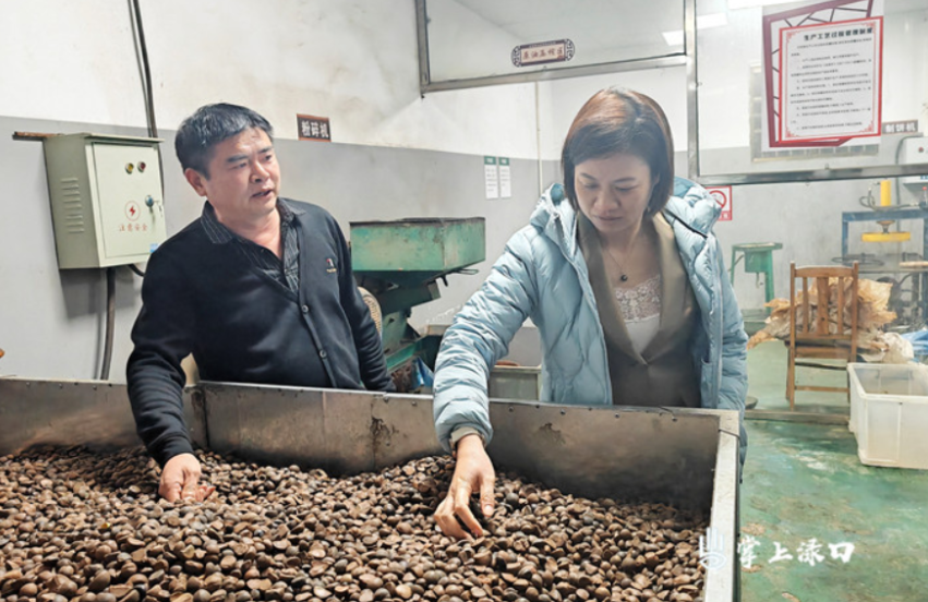 赖晓智调研油茶产业发展