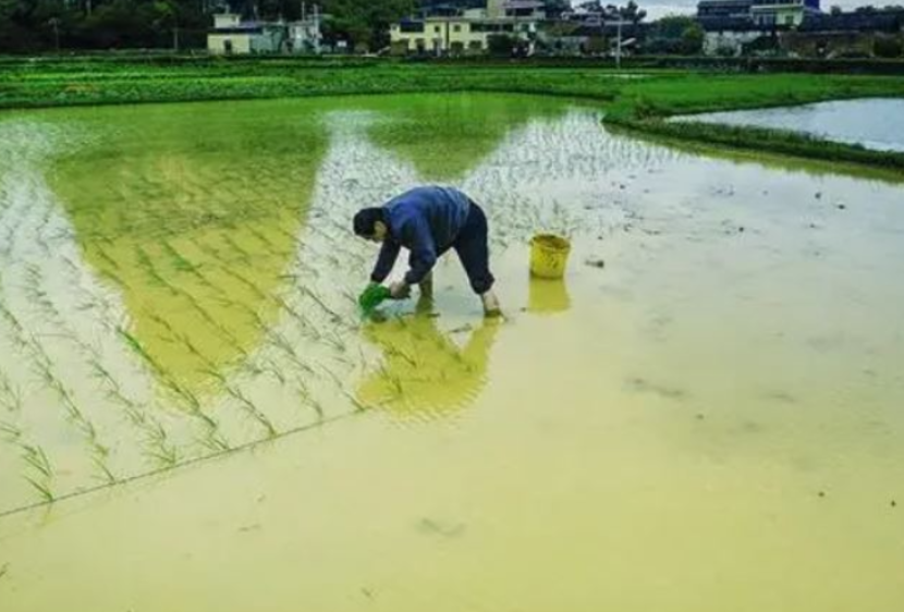 “保姆式”服务·智能化工厂·连片化土地 水稻大省湖南春耕一线观察