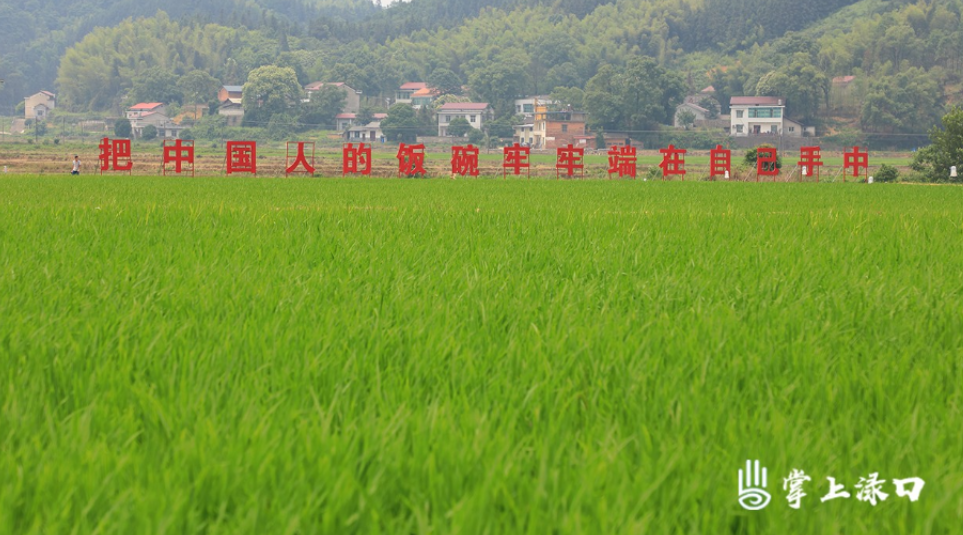 水稻完全成本保险兜底 让农民种粮无忧