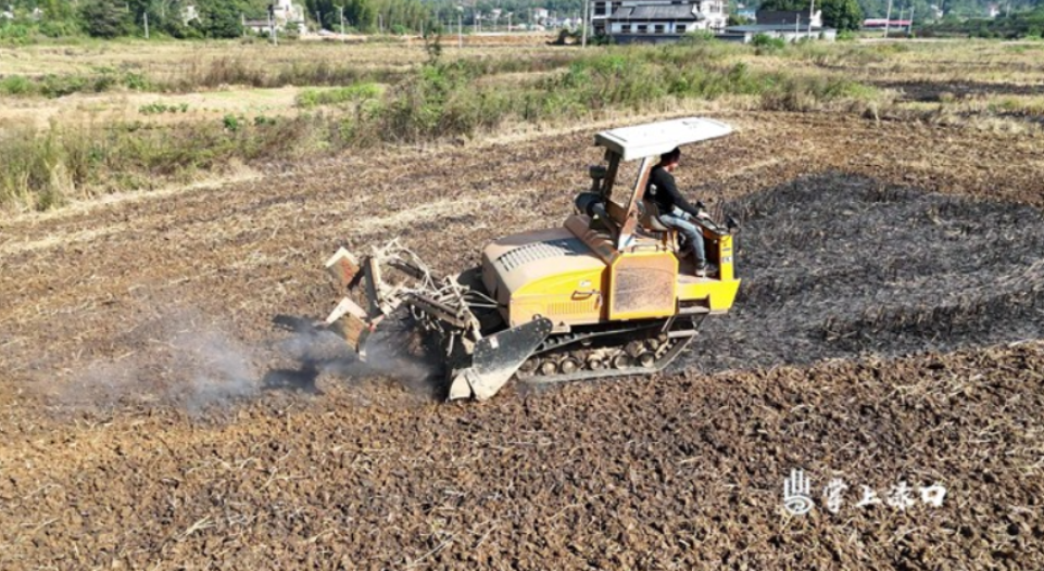 【渌口三农】龙门镇:秋冬田不闲 油菜种植忙