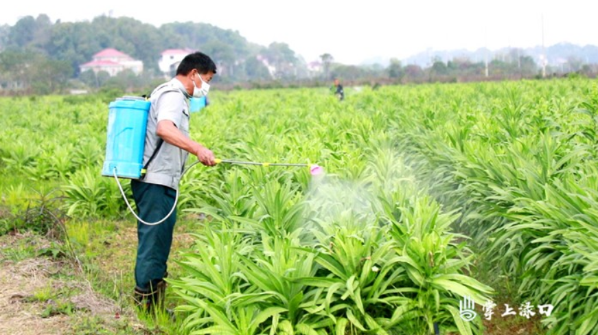 葛洲壩集團(tuán)生態(tài)環(huán)保公司一行來(lái)淥口區(qū)調(diào)研貢菜種植情況