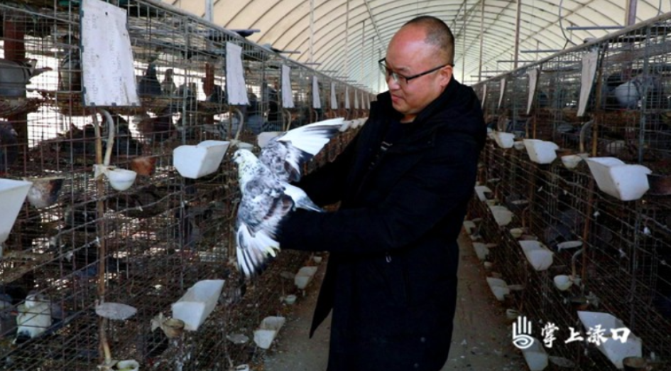老货车司机切换新赛道 养肉鸽日子越过越红火