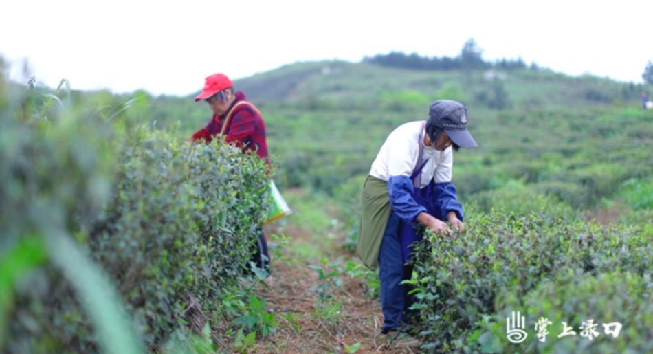 淦田镇：村干部变“制茶工人”改造“茶山”变“金山”