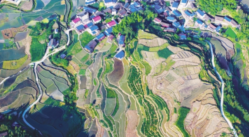 初夏梯田 景色如画