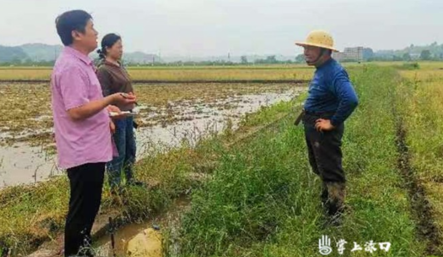 南洲镇：推广低镉水稻 保障粮食安全