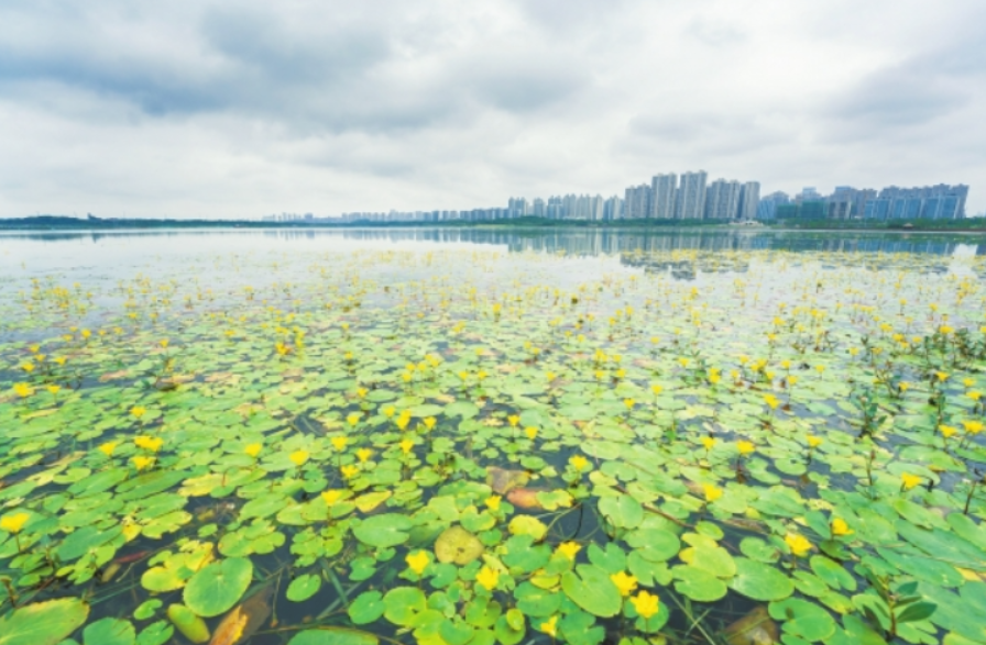 荇菜花开 诗意自来
