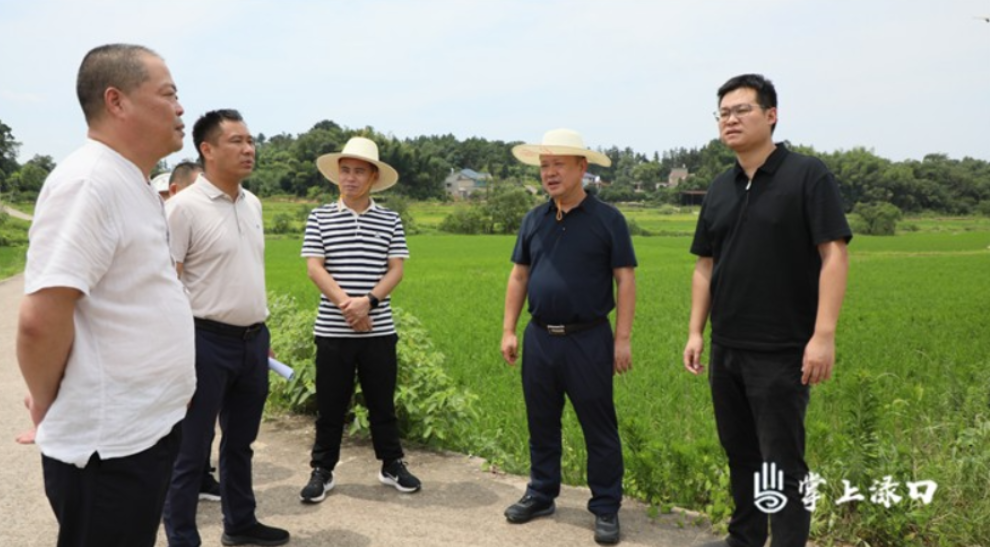 李晓彤到镇村调研“双抢”工作
