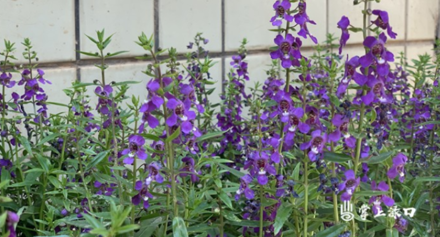 “一‘渌’添彩”丨渌口区评选“一‘渌’添彩”花美单位