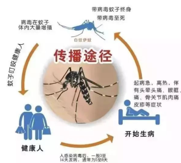 【健康渌口行动】登革热防治核心知识