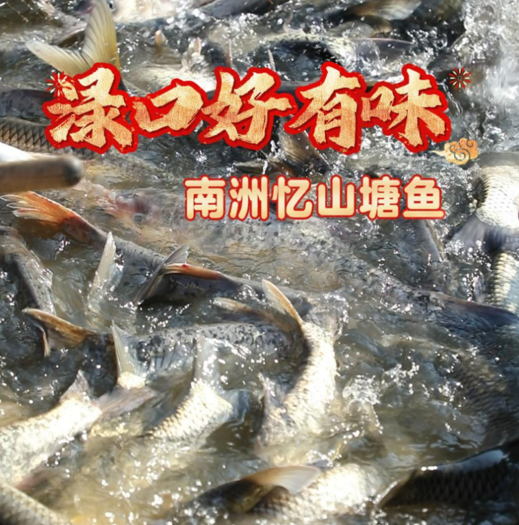文化中国行丨南洲忆山塘鱼 健康的鱼 吃了更健康
