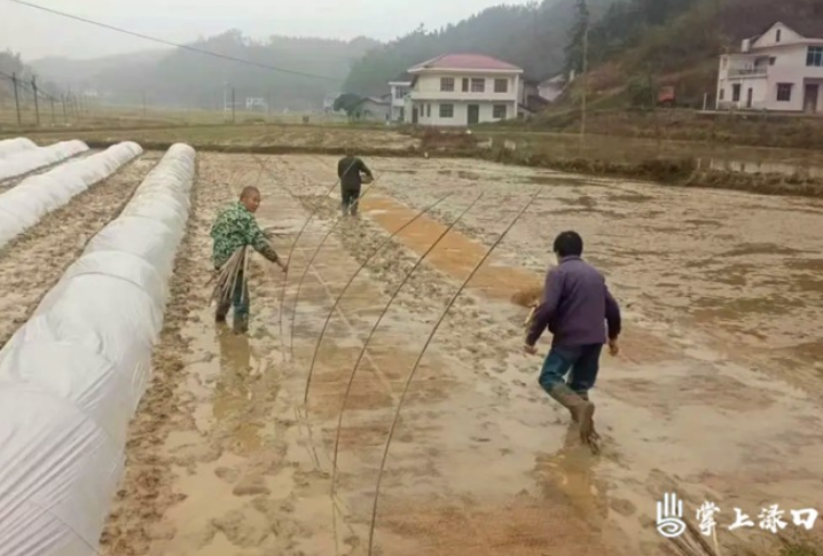 龙潭镇：聚焦春耕生产 绘制丰收蓝图