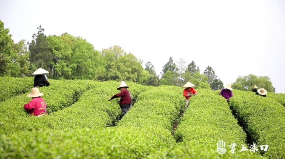 【渌口三农】龙船镇榜头村300余亩茶园迎来春茶采摘“黄金季”