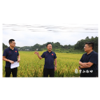 李晓彤到龙船镇调研近期重点工作