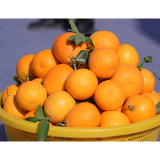 甜蜜上市!株洲市“村商合伙人”战略合作签约暨朱亭鲜果小镇第三届红美人采摘节启动