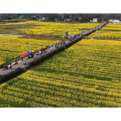 【春游渌口】赴一场春天的约会 洪塘村千亩花海笑迎八方客