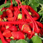 “白玉”“巧克力”……快来渌口这家草莓园采摘“高端品种”