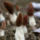 【渌口三农】来龙门镇狮凤村沉浸式采羊肚菌 为年夜饭再添一口“鲜”!