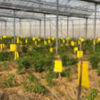 【渌口三农】温暖“加持” 株洲王十万黄辣椒抢鲜“春节档”