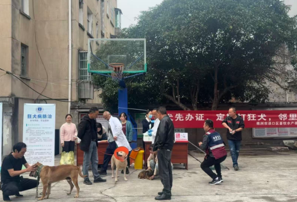 党群连心，守护萌宠！朱亭镇古镇社区开展免费犬只狂犬疫苗接种活动