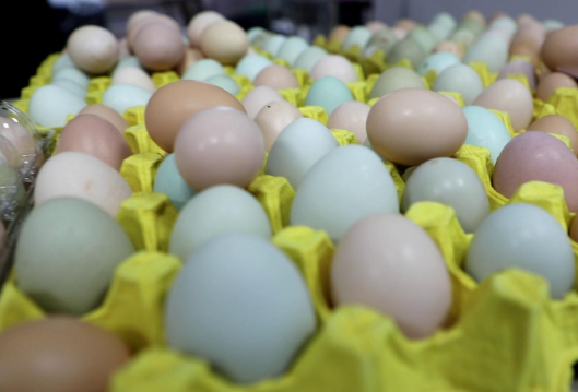 【渌口三农】二维码精准溯源 千家蛋精准助农