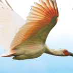 倡议书丨爱鸟护鸟，共筑生态渌口