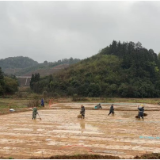 抢抓农时忙翻耕 育秧备种促丰收！南洲镇全力推进春耕生产工作