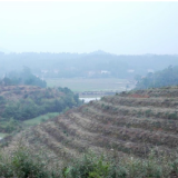 点“绿”成金 渌口区油茶示范奖补项目建设按下“快进键”