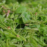 【渌口三农】深山莓茶香 集体经济旺 龙潭村50亩莓茶基地迎首采